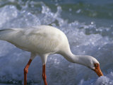 White Ibis Feeding in the Surf (Eudocimus Albus), Everglades National Park, Florida, USA Photographie par Tom Walker
