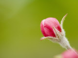 Apple Blossom Bud Photographic Print
