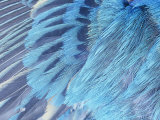 Close-Up of Male Indigo Bunting Feathers, Passerina Cyanea, North America Photographie par David Cavagnaro