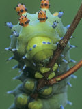 Cecropia Moth Larva or Caterpillar Head-On View, Hyalophora Cecropia, ., Hyalophora Cecropia Photographie par John & Barbara Gerlach