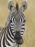 Zebra Chewing, Maasai Mara, Kenya, Africa Photographic Print by Arthur Morris