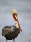 Adult Brown Pelican (Pelecanus Occidentalis), California, USA Photographic Print by Arthur Morris