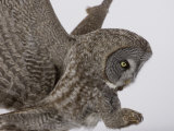 A Great Gray Owl Pouncing on its Prey, Strix Nebulosa, North America Photographic Print by Joe McDonald