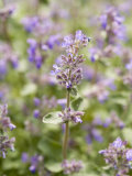 Catmint Photographic Print