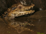 Dwarf Caiman, Paleosuchus Palpebrosus, Amazon Basin, South America Photographic Print by Jack Michanowski