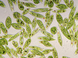 Living Protozoa Euglena Gracilis Showing Flagella, Stigma, and Chloroplast Lámina fotográfica por Michael Abbey