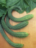 Cucumber, Suyo Long, Burpless Photographic Print by Wally Eberhart