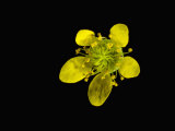 Wood Avens Flower Photographie par Solvin Zankl