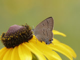 Butterfly, Edwards Haristreak (Satyrium Edwardsii) Feeding on a Flower Photographic Print by Robert Servrancky