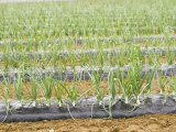 Onions Photographic Print