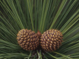 Young Female Pine Cones and Needles, Pinus, California, USA Photographic Print by Adam Jones