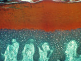 Cross-Section of Thick Skin from the Sole of the Foot Photographie par David Phillips