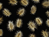 Wild Carrot Seeds Photographic Print by Solvin Zankl
