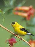 Male American Goldfinch (Carduelis Tristis) on Trumpet Creeper (Campsis Radicans). North America Photographic Print by Steve Maslowski