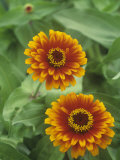 Zinnia Flowers (Zinnia Elegans), Zowie Yellow Flame Variety Photographie par Wally Eberhart