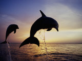 Bottlenose Dolphins Leaping Out of the Water at Twilight (Tursiops Truncatus) Photographic Print by Marty Snyderman