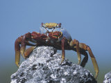 Sally Lightfoot Crab, Grapsus Grapsus, Urbina Bay, Isabela Island, Galapagos Islands Photographic Print by Gerald & Buff Corsi