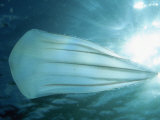 Beroid Comb Jelly (Beroe Forskalii) Feeds on Other Comb Jellies, Native to the Pacific Ocean Photographic Print by David Wrobel