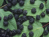 Blackberry Fruits and Leaves (Rubus), North America Photographic Print by Wally Eberhart