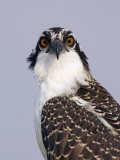 Osprey (Pandion Haliaetus), North America Photographic Print by Arthur Morris