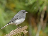 Dark-Eyed or Slate-Colored Junco, Junco Hyemalis, North America Photographie par Garth McElroy