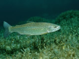 Rainbow Trout (Oncorhynchus Mykiss) Photographic Print by Reinhard Dirscherl