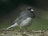 Dark-Eyed Junco, Junco Hyemalis, USA Photographie par Gary Meszaros