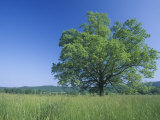 Burr Oak (Quercus Macrocarpa), Eastern North America Photographic Print by Kent Foster