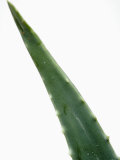 Close Up of Aloe Vera Plant Photographic Print