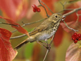 Hermit Thrush (Catharus Guttatus) in a Fall Dogwood Tree, the State Bird of Vermont, USA Photographic Print by Steve Maslowski