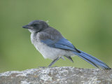 Immature Western or Pacific Scrub Jay, Aphelocoma Californica, Southern California, USA Photographie par Arthur Morris