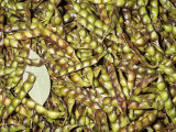 Pigeon Pea Pods or Gandules (Cajanus Cajun). Native to North Africa and Southern Asia Photographic Print by Ken Lucas