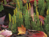 Clubmosses on the Forest Floor with Fall Leaves, Lycopodium Obscurum, North America Photographic Print by John Gates