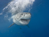 Great White Shark (Carcharodon Carcharias), Guadalupe Island, Mexico Photographic Print by David Fleetham