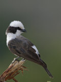 White-Crowned Shrike, Eurocephalus Rueppellii, Tanzania, Africa Photographic Print by Arthur Morris