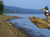 Female Belted Kingfisher (Ceryle Alcyon) with a Captured Fish in its Bill, North America Photographic Print by Steve Maslowski