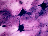 Multipolar Neurons Showing Numerous Dendrites and Single Axons Photographie par Stan Elems