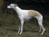 Whippet Breed of Domestic Dog Photographic Print by Cheryl Ertelt