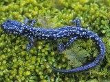 Kentucky Salamander, Plethodon Kentucki, . Kentucky, USA Photographic Print by Gary Meszaros