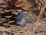 Male Dark-Eyed Junco (Junco Hyemalis), North America Photographie par Steve Maslowski
