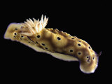 Solvin Zankl - Nudibranch Fotografická reprodukce