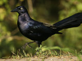 Great-Tailed Grackle, Quiscalus Mexicanus, Southwest USA Photographie par John Cornell