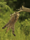 Jack Michanowski - Common Raccoon (Procyon Lotor).Juvenile - Fotografik Baskı Jack Michanowski - Common Raccoon (Procyon Lotor).Juvenile - Fotografik Baskı
