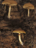 Deadly Galerina Mushrooms Growing on a Decaying Log, Galerina Autumnalis, North America Photographic Print by Jana Jirak