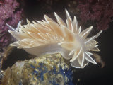 Chalk White Nudibranch, Dirona Albolineata, California Usa, Pacific Ocean Lámina fotográfica por Gerald & Buff Corsi Chalk White Nudibranch, Dirona Albolineata, California Usa, Pacific Ocean Lámina fotográfica por Gerald & Buff Corsi