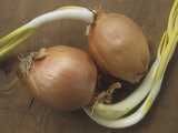 Sprouting Onion Bulbs, Allium Photographic Print by Jeff Daly