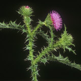Welted Thistle (Carduus Acanthoides) Flower Spike Stampa fotografica di Nigel Cattlin