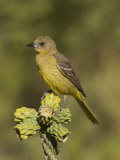 Scott's Oriole Female (Icterus Parisorum) on a Cholla Cactus, Sonoran Desert, Arizona, USA Photographic Print by Charles Melton