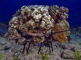The Banded Spiny Lobster (Panulirus Marginatus) Is Endemic to Hawaii, USA Photographie par David Fleetham
