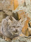 A Canadian Lynx, Lynx Canadensis, North America Photographic Print by Joe McDonald
